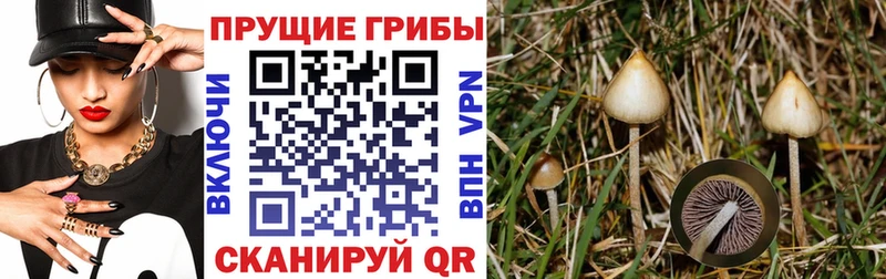 Галлюциногенные грибы Psilocybine cubensis  что такое   Михайловск 